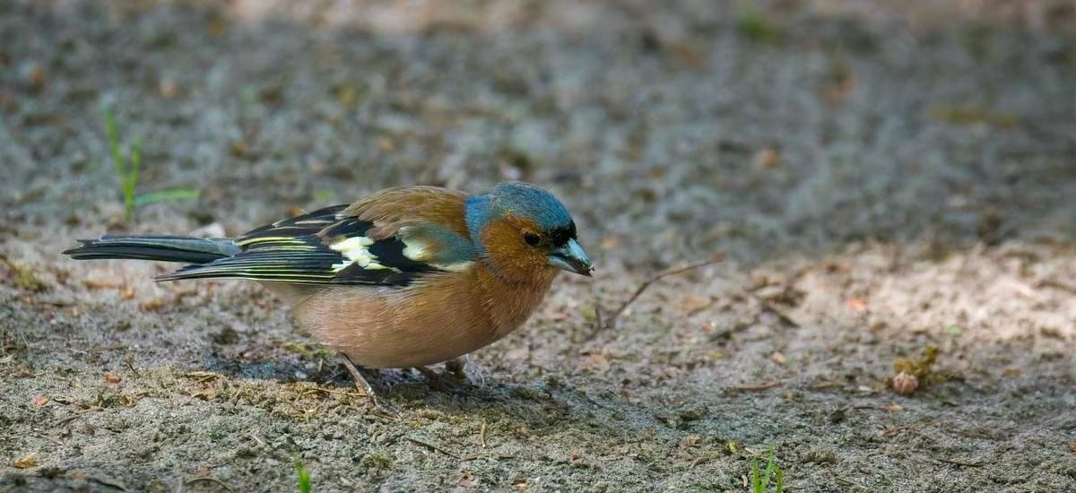 A chaffinch bird is foraging for food on the forest ground, showcasing its vibrant feathers.