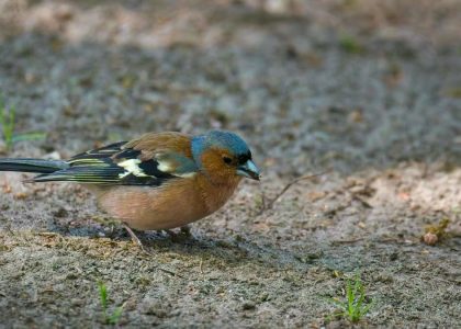 A chaffinch bird is foraging for food on the forest ground, showcasing its vibrant feathers.